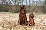 SETTER IRLANDAIS 447